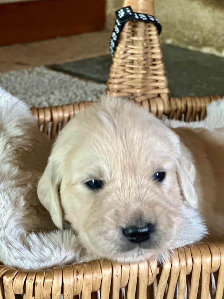 De La Bonté Blonde - Chiots disponibles - Golden Retriever