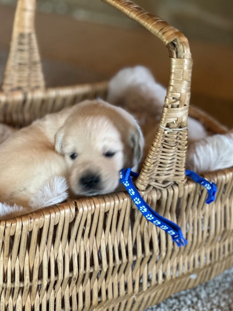 De La Bonté Blonde - Chiots disponibles - Golden Retriever