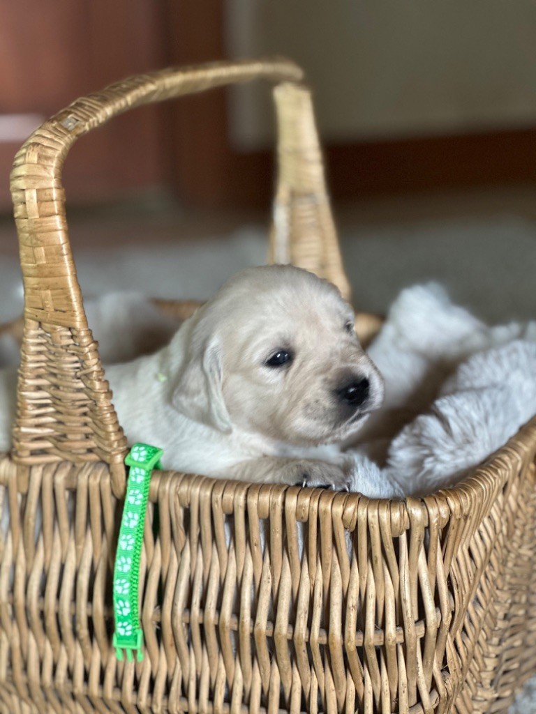 De La Bonté Blonde - Chiots disponibles - Golden Retriever