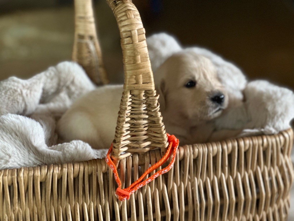 De La Bonté Blonde - Chiots disponibles - Golden Retriever