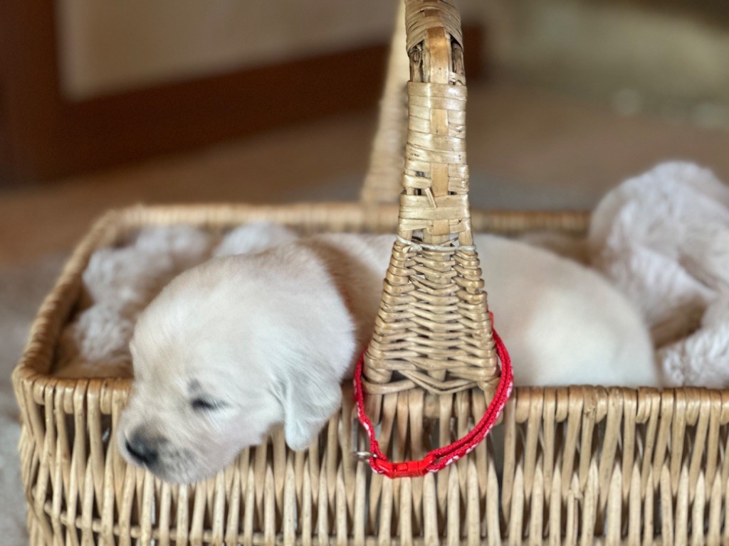 De La Bonté Blonde - Chiots disponibles - Golden Retriever